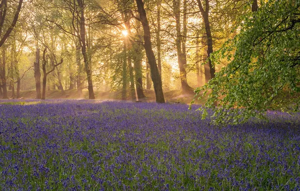 Forest, the sun, rays, light, trees, flowers, branches, Park
