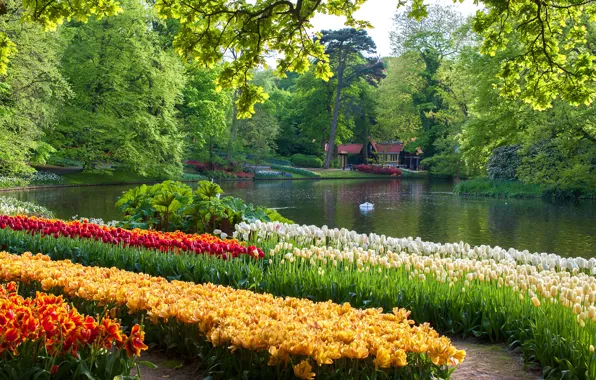 Greens, the sun, trees, flowers, pond, Park, tulips, Netherlands