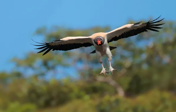 Flight, nature, bird, Grif, wingspan, royal vulture