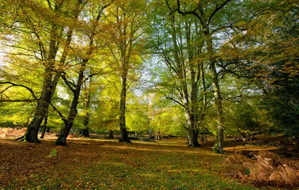 Picture autumn, forest, grass, trees, slope