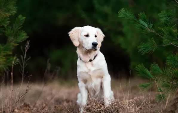Look, nature, pose, dog, face, Retriever