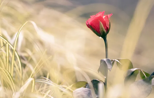 Flower, grass, leaves, rose, blur, stem, Bud, red