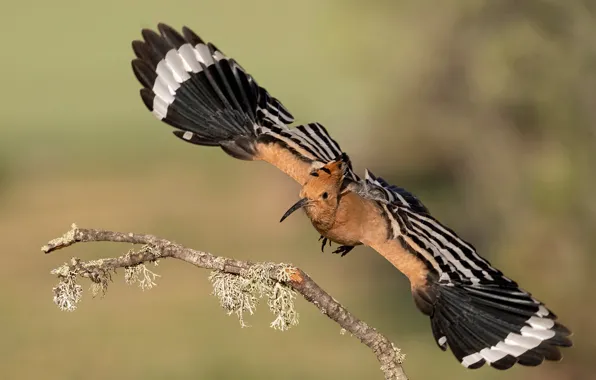 Bird, branch, hoopoe