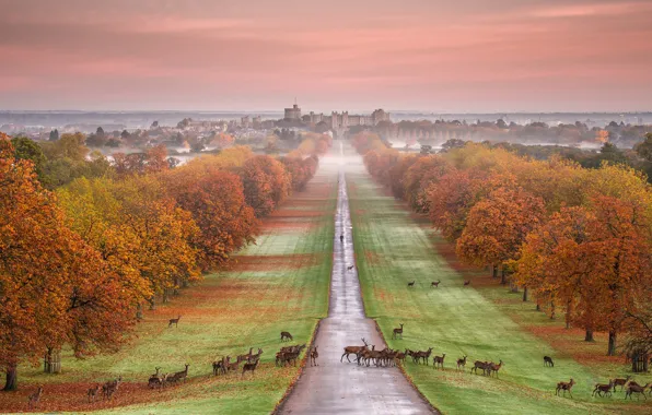 Autumn, fog, Park, England, deer, panorama, Windsor castle, jevonte