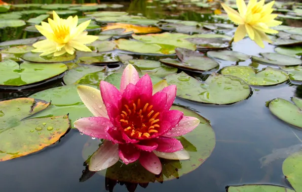 Leaves, nature, Lily, petals, pond