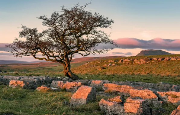 Picture trees, stones, England