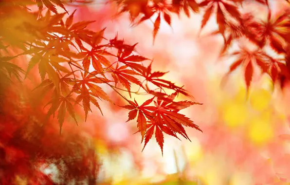 Autumn, leaves, macro, nature