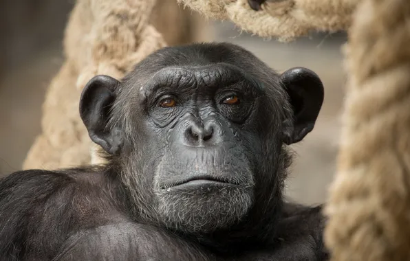 Look, nature, monkey