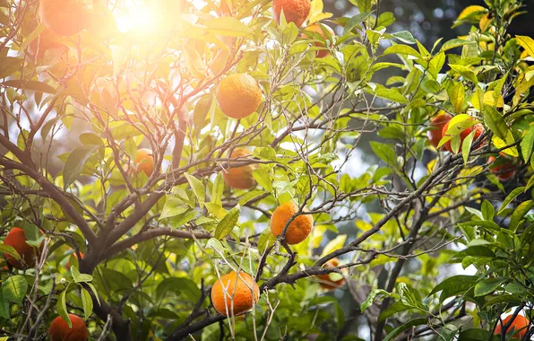 Nature, oranges, fruit, leaves, fruits, oranges