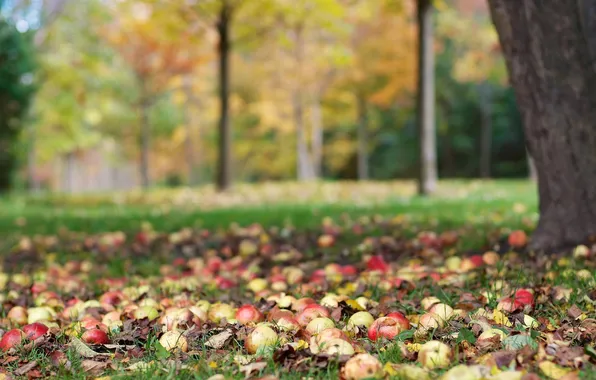 Autumn, leaves, trees, apples, harvest, fruit