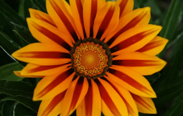 Picture macro, yellow, Flower, petals, flower, yellow, macro