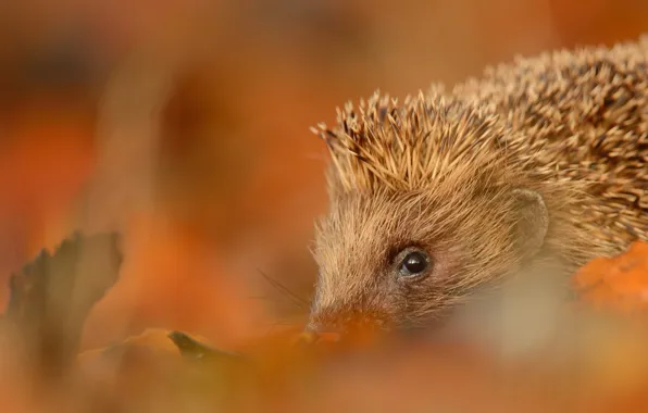 Autumn, look, leaves, nature, background, blur, muzzle, hedgehog