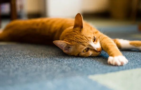 Cat, cat, face, light, pose, background, room, paws