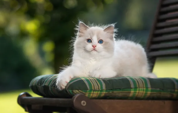 Cat, nature, kitty, background, fluffy, garden, chair, lies