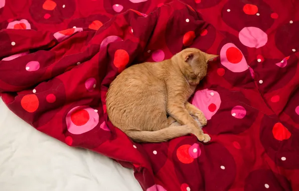 Cat, cat, red, pose, comfort, stay, pattern, bed