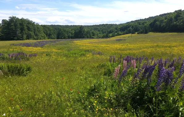 Greens, field, forest, summer, grass, trees, lupins
