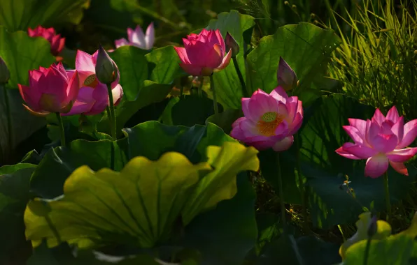 Picture grass, leaves, light, flowers, nature, pond, thickets, petals