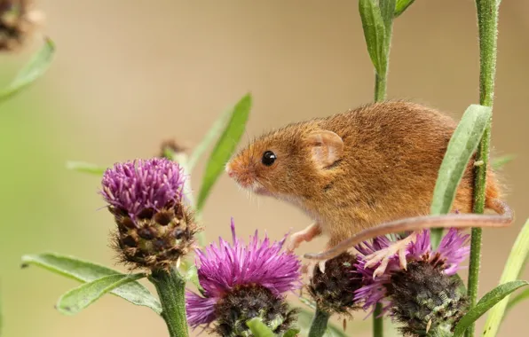 Macro, agrimony, The mouse is tiny