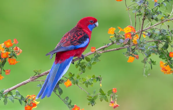 Flowers, bird, branch, parrot, wildlife