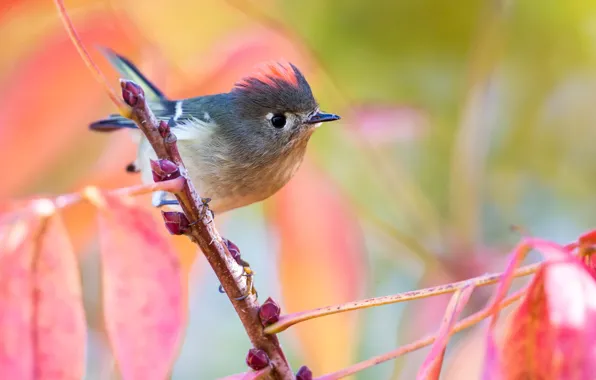 Leaves, background, bird, branch, kidney, on the branch, bokeh, Wren