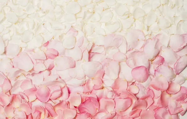 Picture roses, petals, colourful, petals