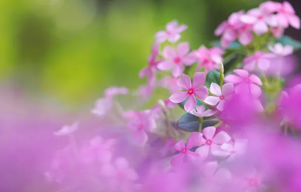 Picture flowers, blur, pink, green background, Phlox