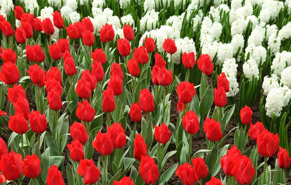 Flowers, bright, spring, tulips, red, white, buds, flowerbed
