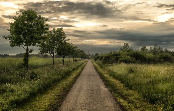 Picture road, trees, the evening