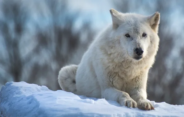Winter, animals, white, look, face, snow, branches, nature