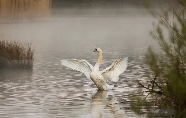 Picture fog, lake, morning, Swan
