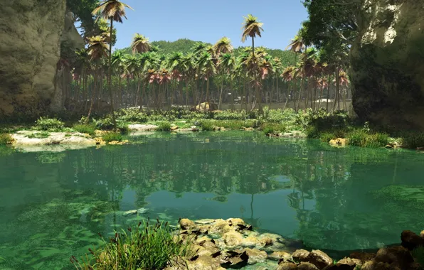 Lake, palm trees, shore, reed, jungle pool