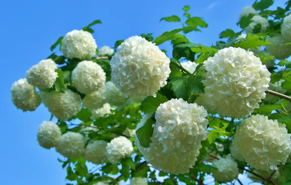 Summer, flowers, branches, spring, white, flowering, inflorescence, Kalina