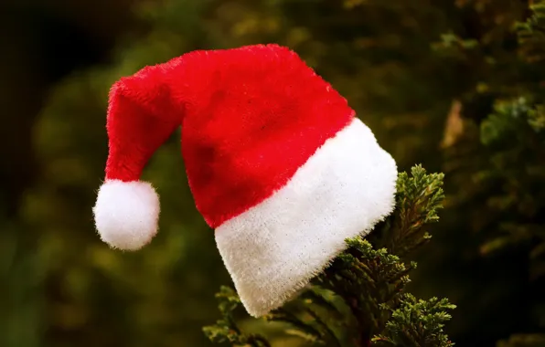 HAT, NEEDLES, BRANCH, TREE, cap