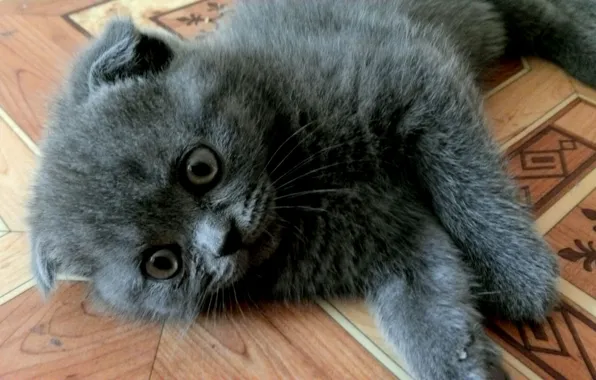 Kitty, fold, Scottish