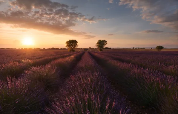 Field, summer, the sky, the sun, clouds, light, trees, sunset