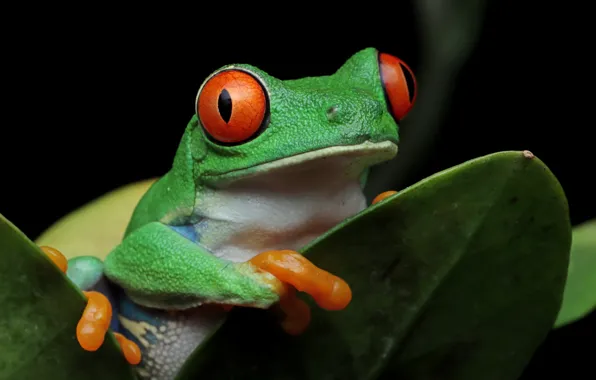 Look, leaves, pose, frog, black background, green, wood, red-eyed tree frog