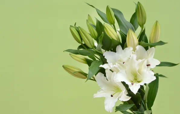 Picture flowers, Lily, bouquet, buds