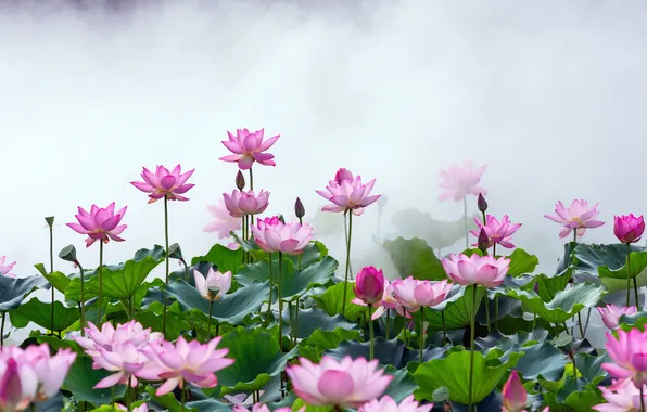 Flower, China, China, Lotus in the mist, The Lotus in the fog, Foshan, Foshan