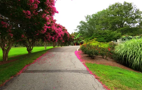 Picture road, trees, flowers, Park, spring, Nature, flowering, road