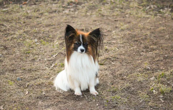White, dog, cute, Papillon, sable