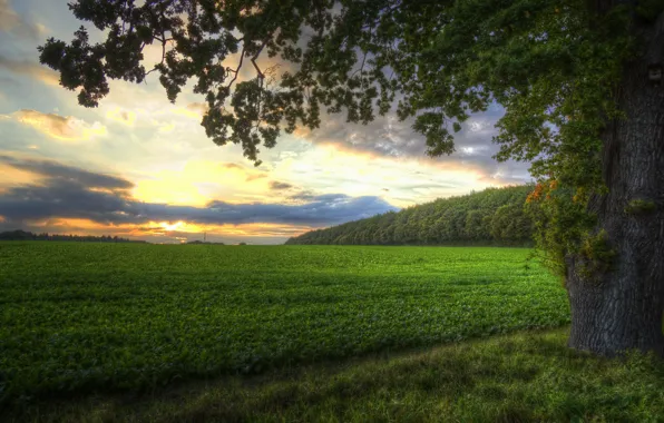 Field, sunset, tree