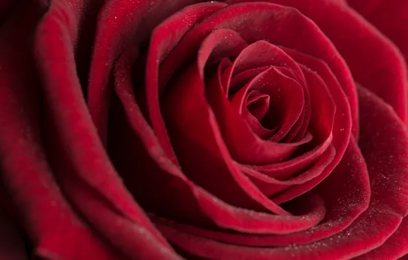 Macro, rose, Bud