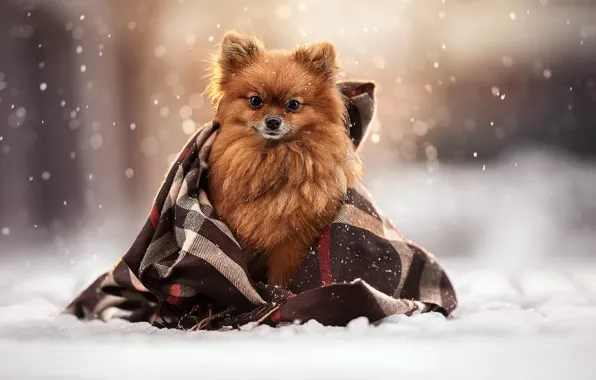 Winter, look, snow, dog, plaid, face, doggie, Spitz