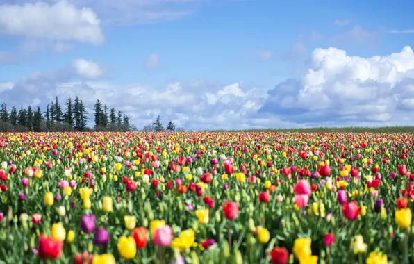 Forest, the sky, clouds, landscape, flowers, blue, spring, dal