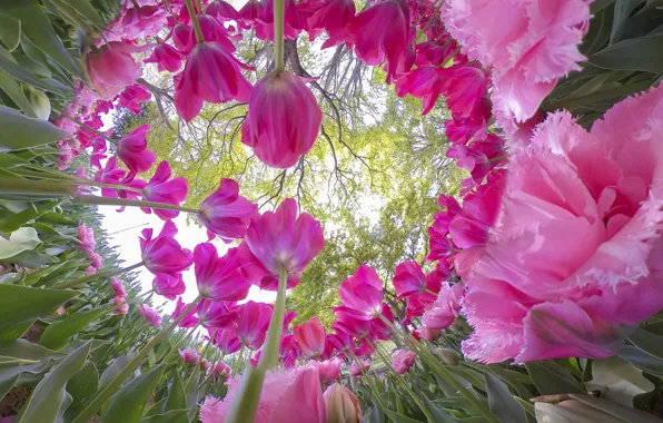 Light, trees, flowers, Park, branch, stems, beauty, spring