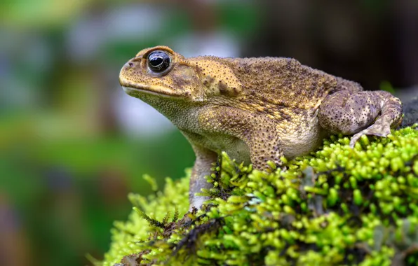 Look, macro, background, moss, frog, profile, toad, bokeh