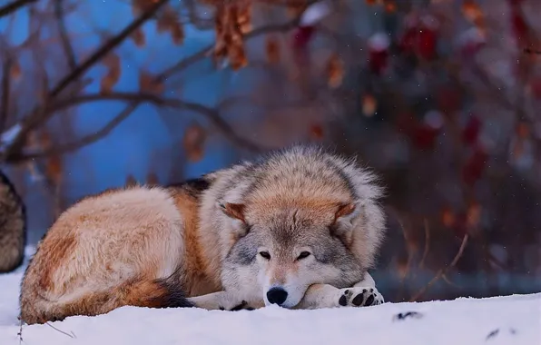 Picture winter, forest, snow, animal, wolf