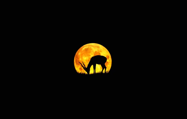 Picture the moon, silhouette, antelope