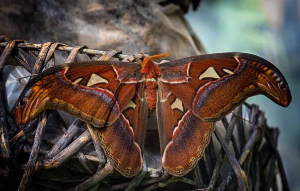Macro, branches, pattern, butterfly, wings, brown, hairy, Emperor moth