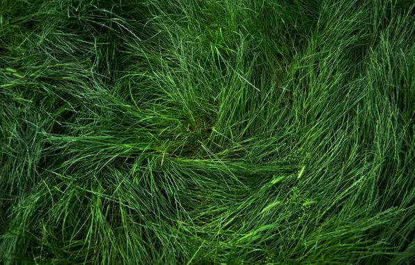 Grass, spring, green